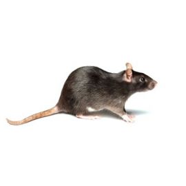 Levende voedsel rat - middel