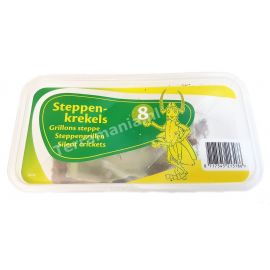 Starfood  - Steppekrekels Volwassen - maat 8 (Gryllus assimilis) | SK8 | 8717545213186