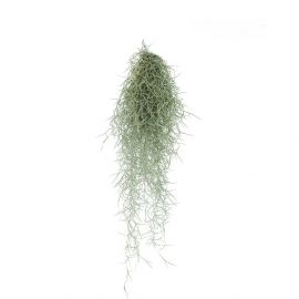 Tillandsia usneoides / Spaans mos