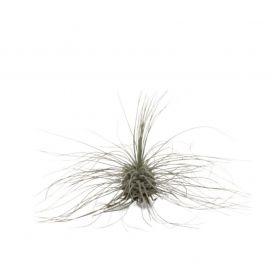 Tillandsia argentea