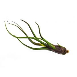 Tillandsia Bailey kopen voor in het terrarium?
