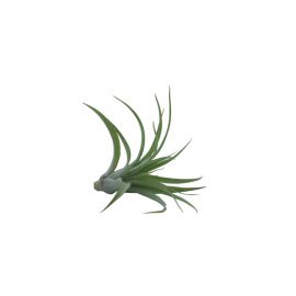 Tillandsia brachycaulus abdita