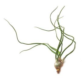 Tillandsia bulbosa kopen voor in het terrarium?