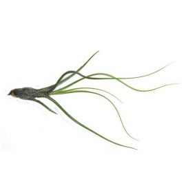 Tillandsia butzii kopen voor in het terrarium?