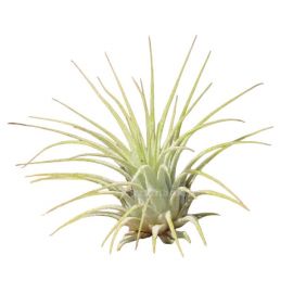 Tillandsia ionantha lonantha