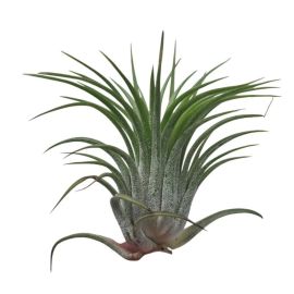 Tillandsia Ionantha rubra kopen voor in het terrarium?