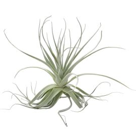 Tillandsia Straminea "thick leafs" - Large