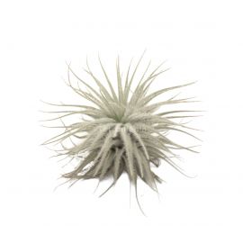 Tillandsia tectorum 