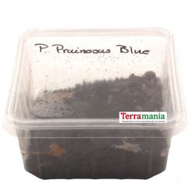 Porcellionides Pruinosus 'Blue'