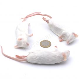 Volwassen Muis (23-30 gram) - 25 stuks - Diepvries