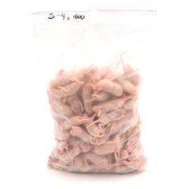 Pinky Muis (groot, 3-4g ), 100 stuks - Diepvries