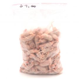 Pinky Muis (groot, 3-4g ), 100 stuks - Diepvries