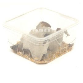 Dubia's, Mix - 50 Gram