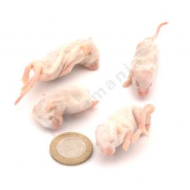 Fuzzy Muis (5-6g ), 25 stuks - Diepvries