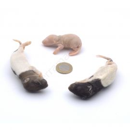 Fuzzy Rat (11-25g), 10 stuks - Diepvries