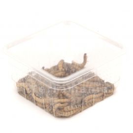 Morio wormen - 30 gram
