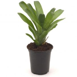 Neoregelia Tigrina