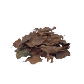 Dragon Oak Leaves, 1L, 4038501008559, DRA111