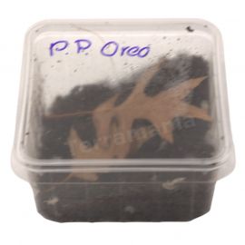 Porcellionides Pruinosus 'Oreo Crumble'